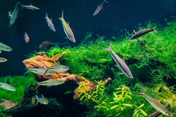 peaceful community fish