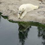 polar bear habitat