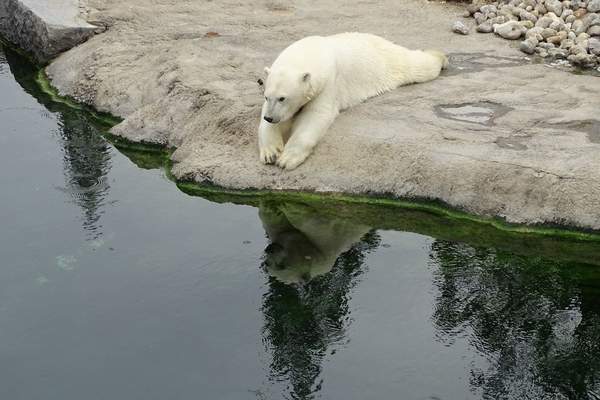 polar bear habitat