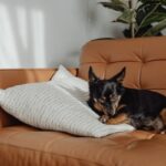 quietest small pets for apartments