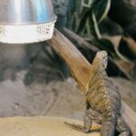 reptile heat lamp guide