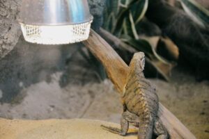 Reptile Heat Lamp Guide: Choosing, Positioning, and Using Heat Safely