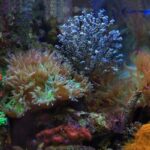 saltwater aquarium salinity