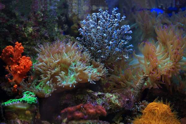saltwater aquarium salinity