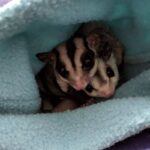 sugar glider feeding guide