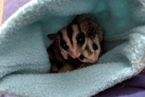 Sugar Glider Feeding Guide: Balanced Diet Basics