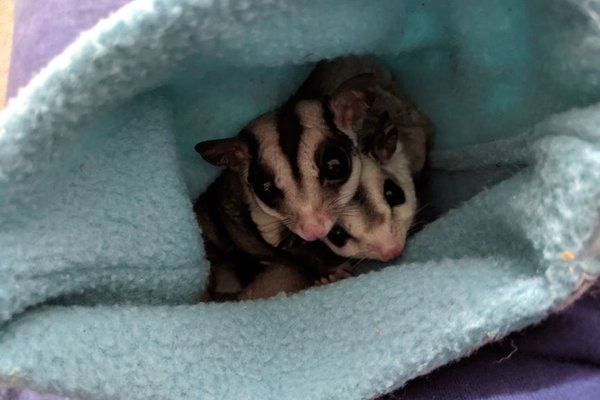 sugar glider feeding guide